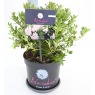 RHODO Rhododendron Bloombux Magenta 2L