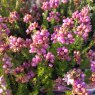SUMMER HEATHER Erica cinerea 'Joseph Murphy'   1L