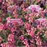 SUMMER HEATHER Erica cinerea 'Lady Skelton'   9cm
