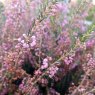 SUMMER HEATHER Erica griffithsii 'Jacqueline'   9cm