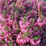 SUMMER HEATHER Erica vagans 'Red Delight'   1L