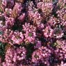 SUMMER HEATHER Erica vagans 'St.Keverne'  1L