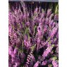 SUMMER HEATHER Calluna vulgaris 'Darkness'  9cm