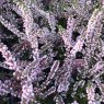 SUMMER HEATHER Calluna vulgaris 'Peter Sparkes'  9cm