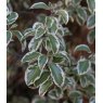 Pittosporum tenuifolium 'Wendle Channon'   3L