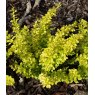 Berberis thunbergii 'Goldalitta'  2L Berberis thunbergii 'Goldalitta'  2L