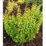 Berberis thunbergii 'Pow-Wow'  2L