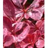 Berberis thunbergii 'Rose Glow'  2L