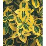 Euonymus fortunei 'Emerald 'n Gold'   1L
