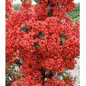 Pyracantha coccinea 'Red Column'   1L