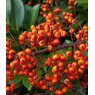 Pyracantha 'Orange Glow'   1L
