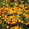 Pyracantha 'Soleil d'or'   1L