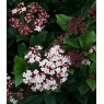Viburnum tinus 'Gwenllian'  1L