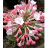 Viburnum carlesii 'Aurora'   5L