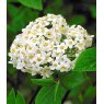 Viburnum x burkwoodii   5L
