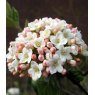 Viburnum x burkwoodii 'Anne Russell'   5L
