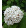 Viburnum x carlcephalum   5L