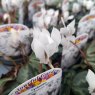 Cyclamen hederifolium 'White'   9cm