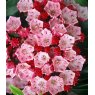 Kalmia latifolia 'Ostbo Red'   4L