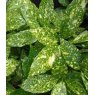 Aucuba japonica 'Crotonifolia' (F/V)   2L Aucuba japonica 'Crotonifolia' (F/V)   2L