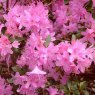 DWARF RHODODENDRON 'Pintail'  3L