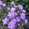DWARF RHODODENDRON 'Ramapo'   3L