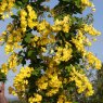Laburnum anagyroides 'Yellow Rocket ®'  12L Laburnum anagyroides 'Yellow Rocket ®'  12L