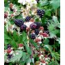 Blackberry (Rubus) 'Oregon Thornless'   3L
