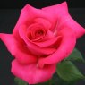 Rose 'All My Loving'   3Ldp