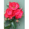 Rose 'Flower Carpet Scarlet'  3Ldp