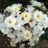 Rose 'Rambling Rector'   4Ldp