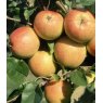 Apple (Malus) 'Christmas Pippin'® - Bush - M26   12L
