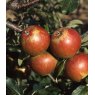 Apple (Malus) 'Cox Self Fertile' - Bush - M26   12L