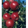 Apple (Malus) 'Red Windsor'® - Bush - M26   12L