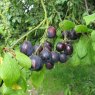 Damson (Prunus) 'Merryweather' - Bush - VVA-1®   12L