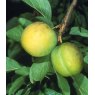 Gage (Prunus) 'Oullins Golden' - Bush - VVA-1®   12L