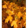 BARE-ROOT HEDGING Acer campestre (5 Plants)   40/60 1+1