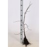 BARE-ROOT HEDGING Carpinus betulus (5 Plants)   60/80 1+1