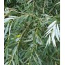 BARE-ROOT HEDGING Salix alba (5 Plants)   80/120 0+1