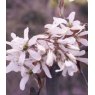 Amelanchier x grandiflora 'Ballerina'   12L Amelanchier x grandiflora 'Ballerina'   12L