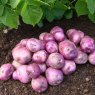 SEED POTATO - MAIN CROP 'Organic Arran Victory' - 6 Tubers