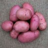 SEED POTATO - MAIN CROP 'Organic Sarpo Axona' - 6 Tubers