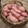 SEED POTATO - MAIN CROP 'Organic Sarpo Mira' - 6 Tubers