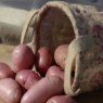 SEED POTATO - SECOND EARLY 'Sarpo Una' - 6 Tubers