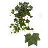 Hedera  hel Brigitte   13cm