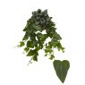 Hedera  hel Mein Herz   13cm