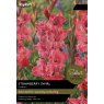 TAYLORS GLADIOLI STRAWBERRY SWIRL - Special Edition