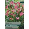 TAYLORS ZANTEDESCHIA ROYAL PLUM