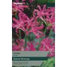 TAYLORS NERINE ISABEL