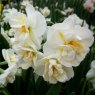 POTTED SPRING BULB Daffodil 'Sir Winston Churchill'   9cm